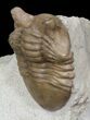 Nice Asaphus Punctatus Trilobite - Russia #31300-2
